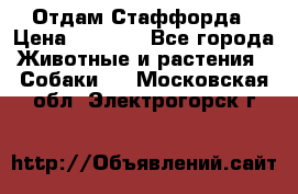 Отдам Стаффорда › Цена ­ 2 000 - Все города Животные и растения » Собаки   . Московская обл.,Электрогорск г.